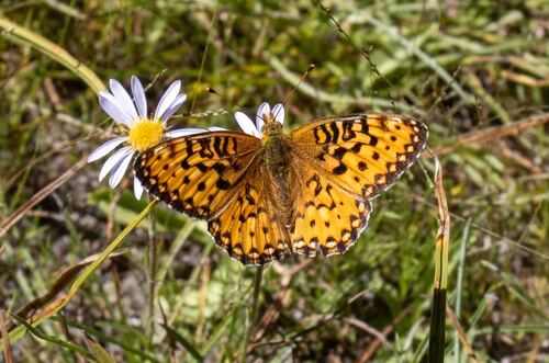 iNaturalist observation photo of Mormon Fritillary