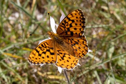 iNaturalist observation photo of Great Basin Fritillary