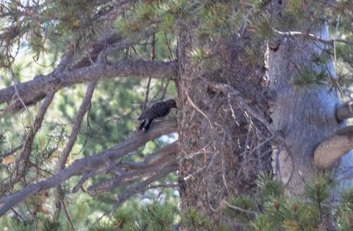 iNaturalist observation photo of Typical woodpeckers