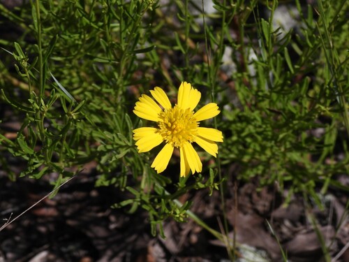 Balduina angustifolia, photograph 5