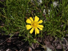 (c) geosesarma, some rights reserved (CC BY) Balduina angustifolia, photograph (c) geosesarma, some rights reserved (CC BY)
