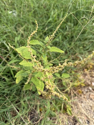 Amaranthus viridis, photograph 4