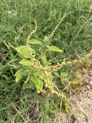 Amaranthus viridis, photograph (c) Brandon Corder, some rights reserved (CC BY)