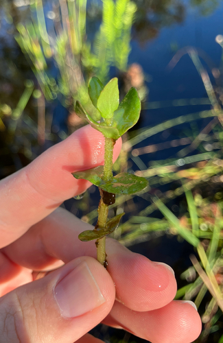 Bacopa caroliniana, photograph 6