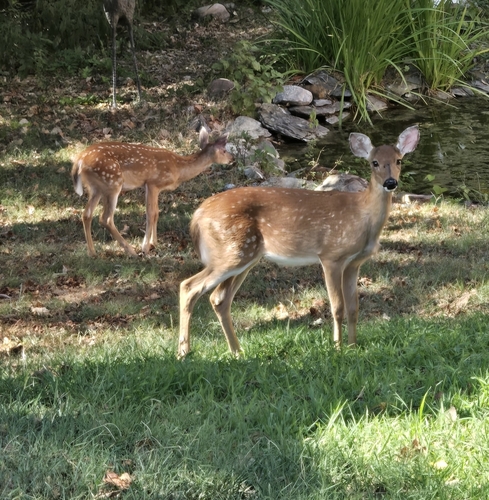 White-tailed Deer
