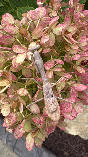 Carolina Mantis