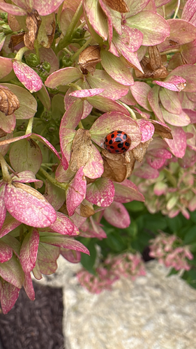 Asian Lady Beetle