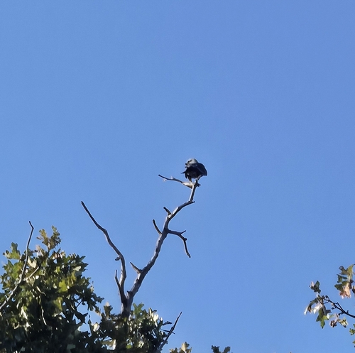 Mississippi Kite
