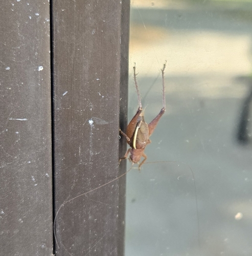 Restless Bush Cricket