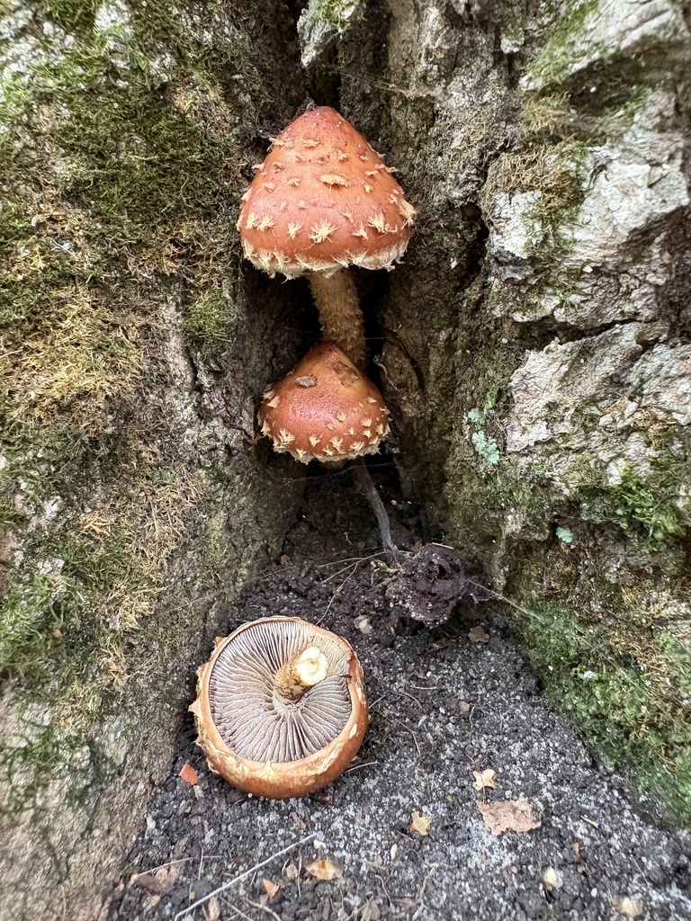 Hemistropharia albocrenulata · August 2026 · photo: Photo: (c) kedgehog, some rights reserved (CC BY) · iNaturalist