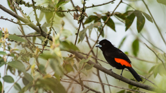 Ramphocelus flammigerus