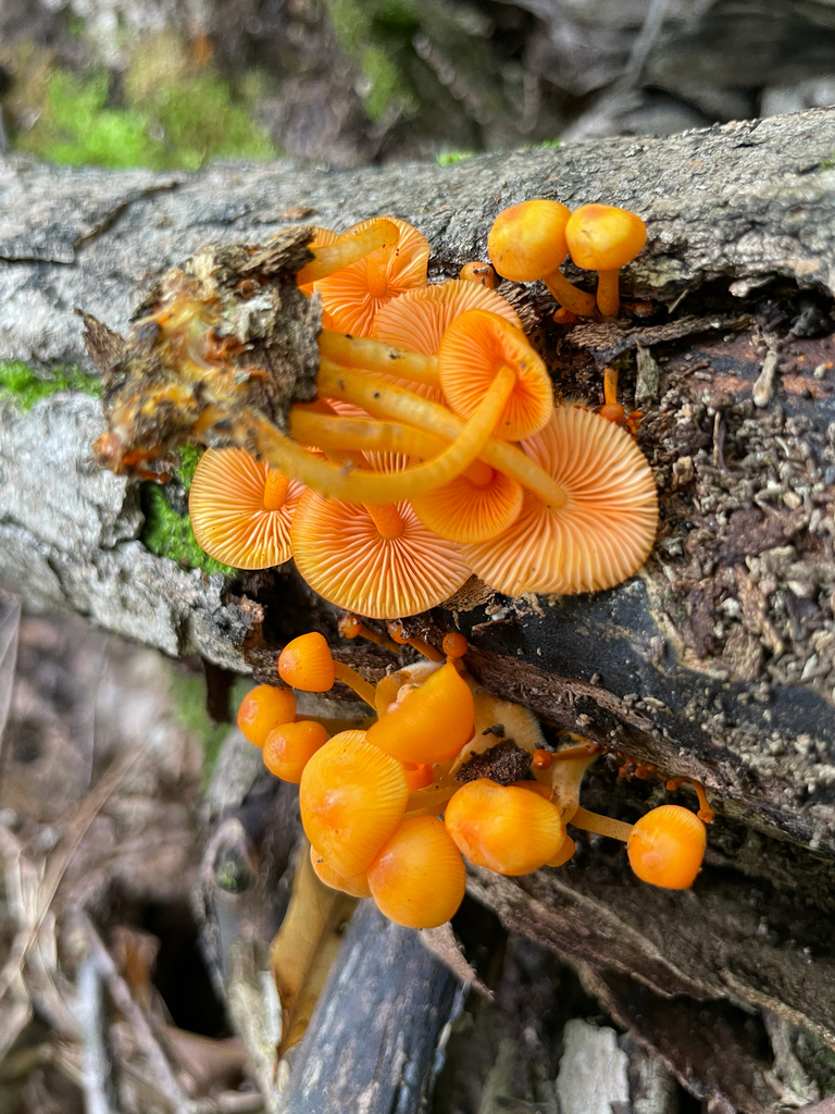 orange mycena · August 2026 · photo: Photo: (c) Eliza Crofts, some rights reserved (CC BY) · iNaturalist