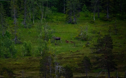 Moose