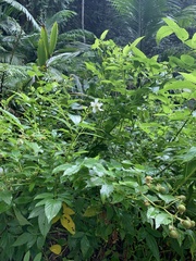 Rubus probus
