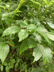 Rubus probus