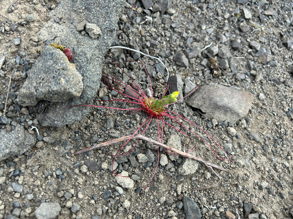 Saxifraga flagellaris; photograph author not stated, no rights reserved
