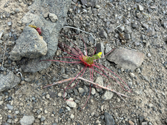 Saxifraga flagellaris