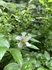 Rubus probus