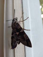 Macroglossum errans