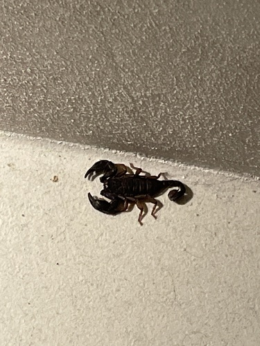 Italian scorpion