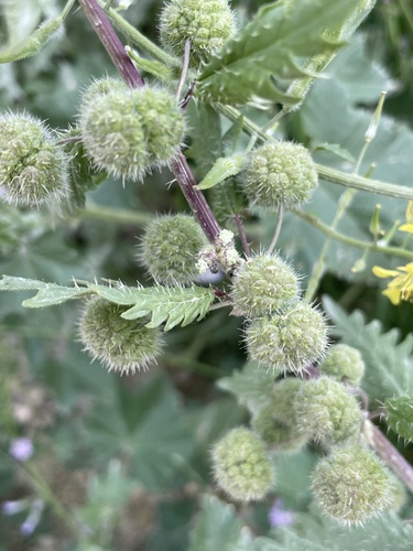 Urtica pilulifera, photograph 5