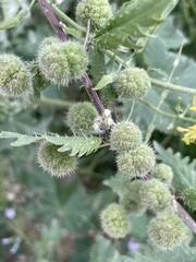 author not stated, no rights reserved Urtica pilulifera, photograph author not stated, no rights reserved