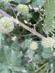 Urtica pilulifera, photograph author not stated, no rights reserved