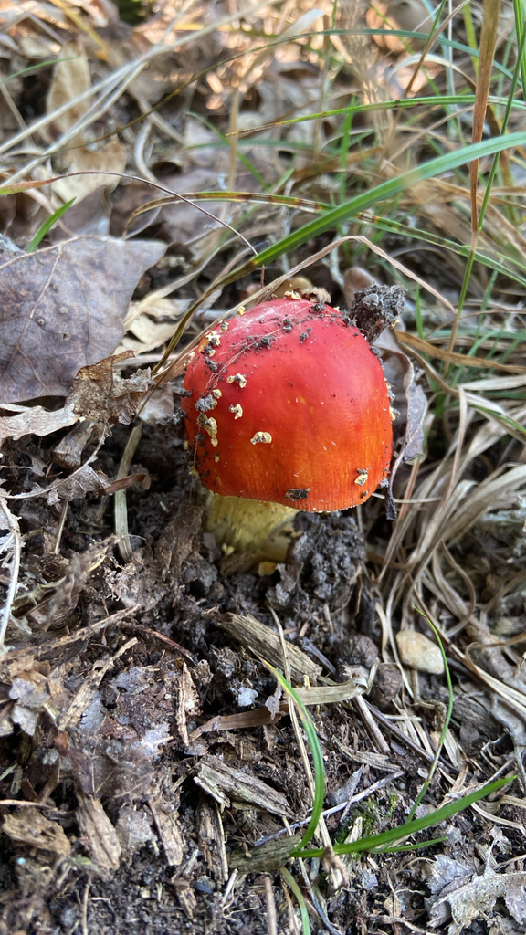 False Caesar's Mushroom · August 2026 · photo: Photo: no rights reserved · iNaturalist