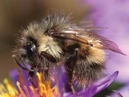 Sitka Bumble Bee