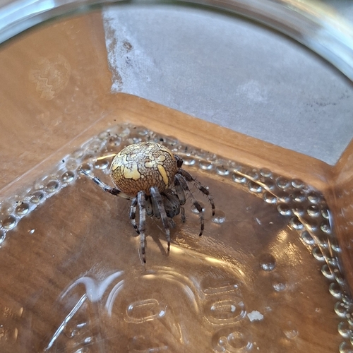 Marbled Orbweaver