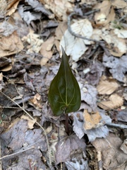 Trillium undulatum