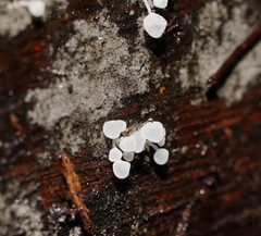 Physalacria australiensis