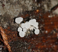 Physalacria australiensis