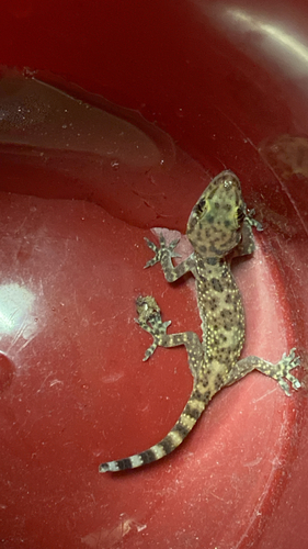 Mediterranean House Gecko