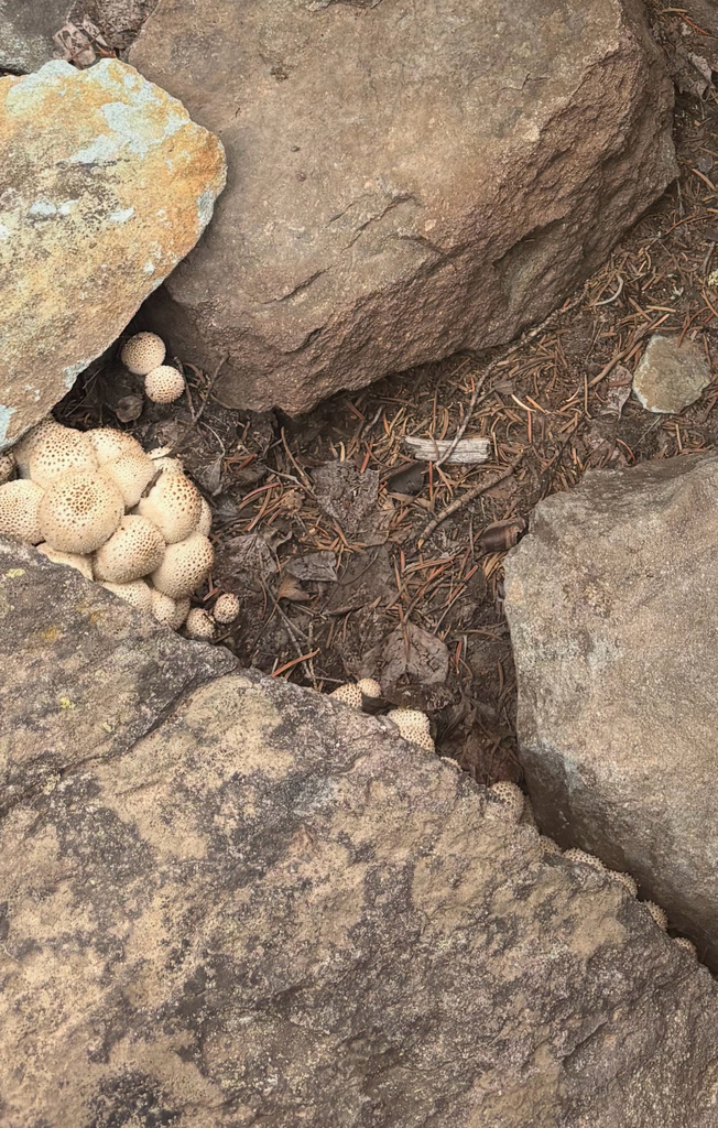 common puffball · August 2026 · photo: Photo: no rights reserved · iNaturalist
