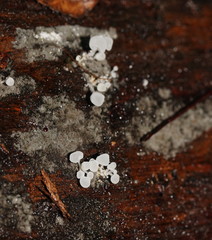 Physalacria australiensis