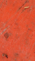 Neomegamelanus lautus