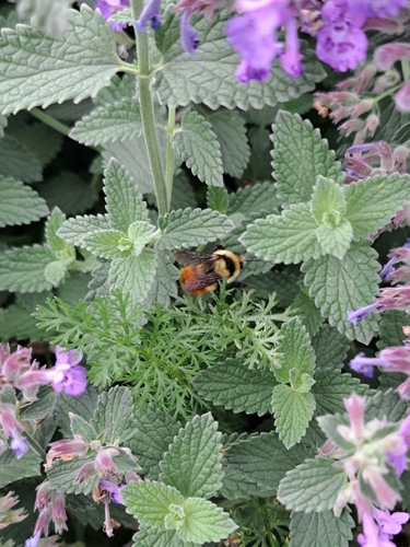 Hunt's Bumble Bee