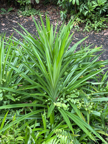 Pandanus amaryllifolius observed 2026-08-29