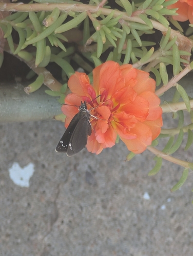 Common Sootywing