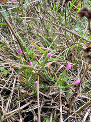 (c) Dawid Juszczak, some rights reserved (CC BY) Centaurium pulchellum, photograph (c) Dawid Juszczak, some rights reserved (CC BY)