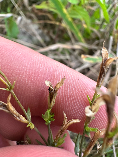 Centaurium pulchellum, photograph 6
