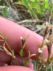 Centaurium pulchellum, photograph (c) Dawid Juszczak, some rights reserved (CC BY)