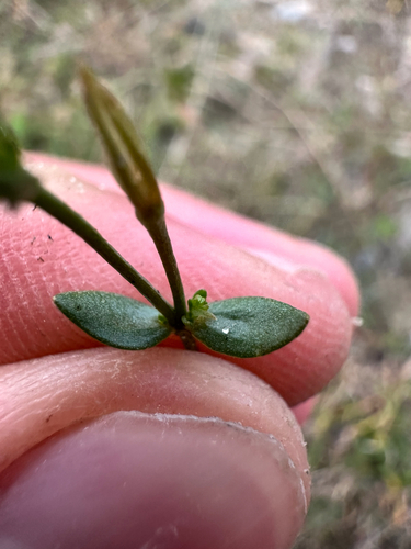 Centaurium pulchellum, photograph 4
