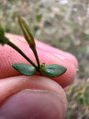 (c) Dawid Juszczak, some rights reserved (CC BY) Centaurium pulchellum, photograph (c) Dawid Juszczak, some rights reserved (CC BY)