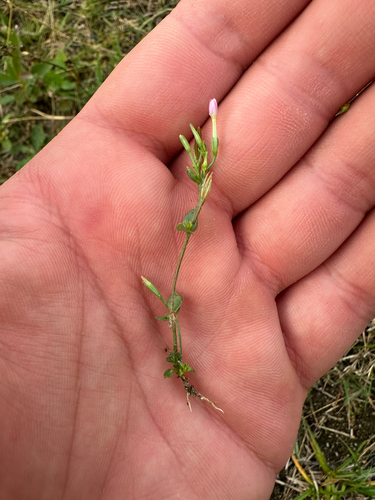 Centaurium pulchellum, photograph 3
