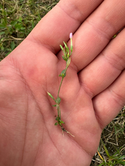 (c) Dawid Juszczak, some rights reserved (CC BY) Centaurium pulchellum, photograph (c) Dawid Juszczak, some rights reserved (CC BY)