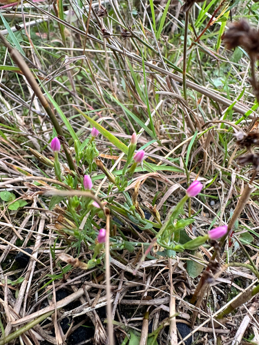 Centaurium pulchellum, photograph 2