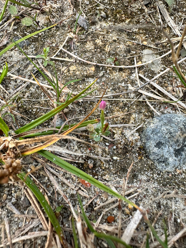 Centaurium pulchellum, photograph 5