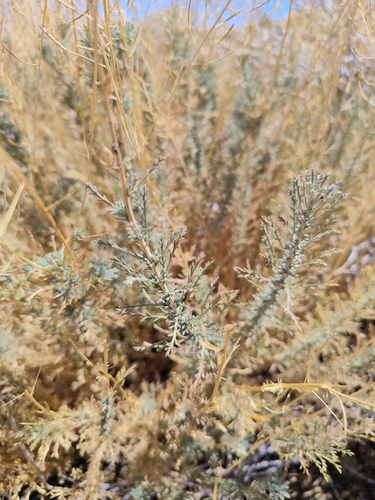 Descurainia bourgaeana, 2026-08-29